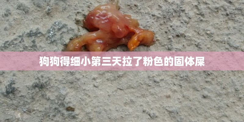狗狗得细小第三天拉了粉色的固体屎