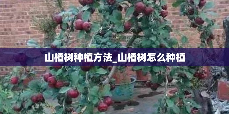 山楂树种植方法_山楂树怎么种植