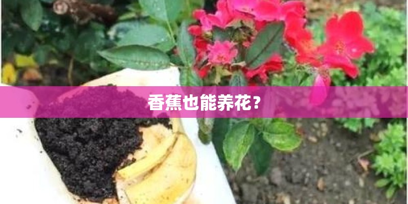 香蕉也能养花？