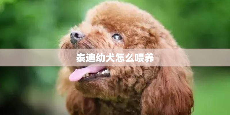 泰迪幼犬怎么喂养