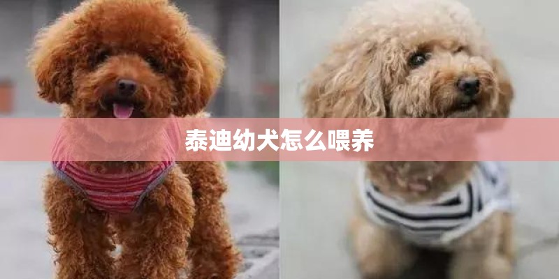 泰迪幼犬怎么喂养