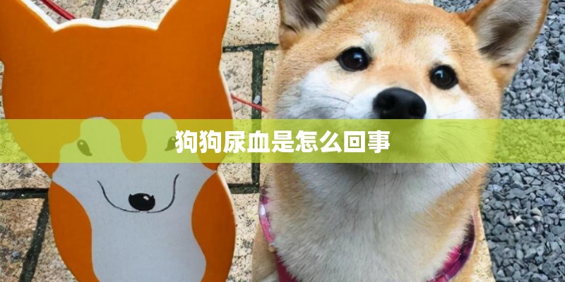 狗狗尿血是怎么回事