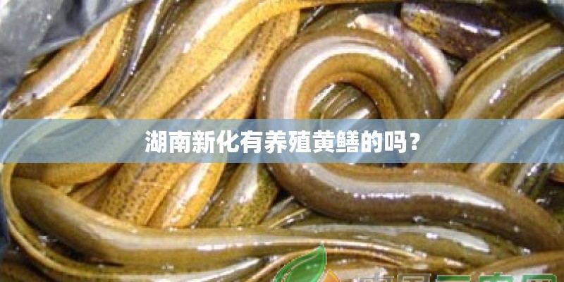 湖南新化有养殖黄鳝的吗？