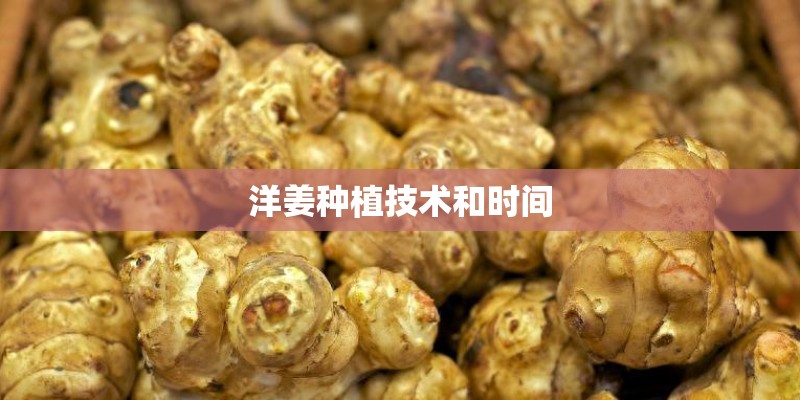 洋姜种植技术和时间
