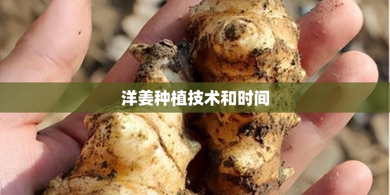 洋姜种植技术和时间