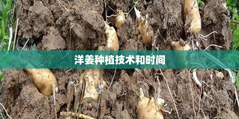 洋姜种植技术和时间