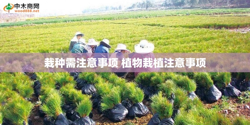 栽种需注意事项 植物栽植注意事项