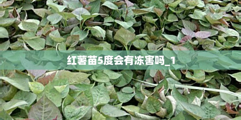 红薯苗5度会有冻害吗_1