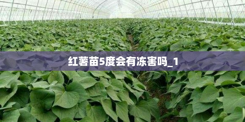 红薯苗5度会有冻害吗_1
