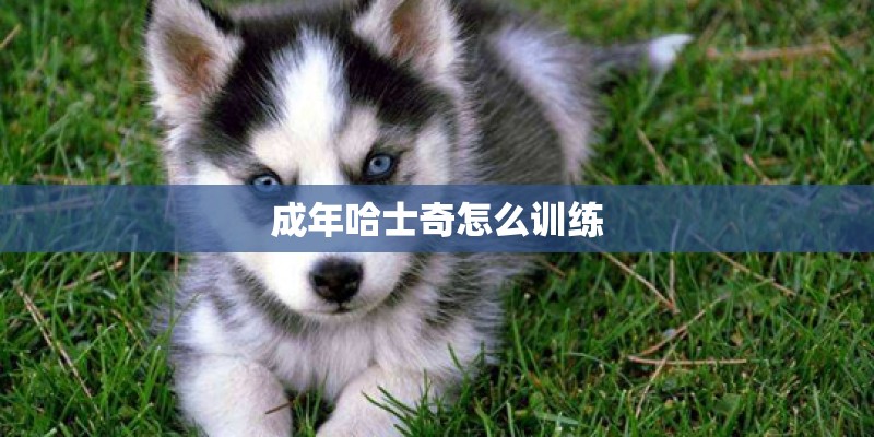 成年哈士奇怎么训练