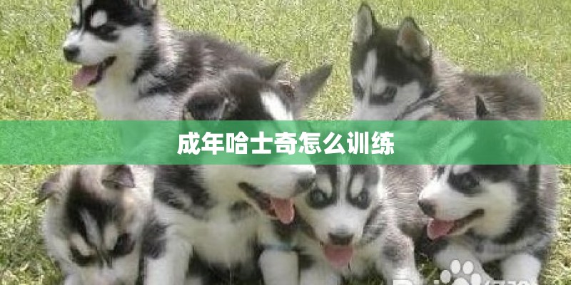 成年哈士奇怎么训练