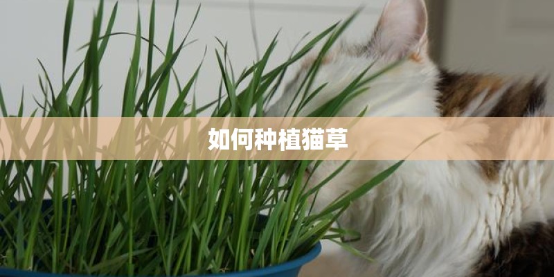 如何种植猫草