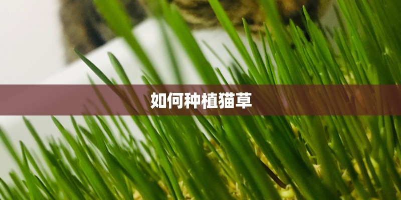 如何种植猫草