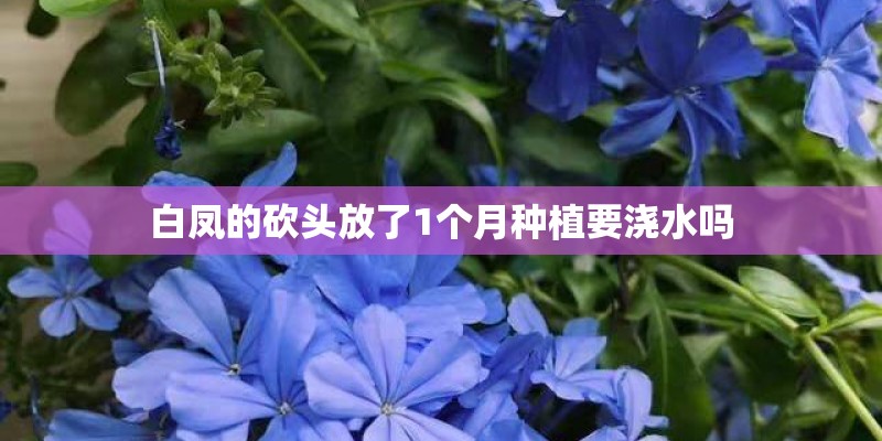 白凤的砍头放了1个月种植要浇水吗