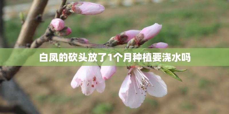 白凤的砍头放了1个月种植要浇水吗
