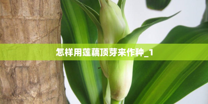 怎样用莲藕顶芽来作种_1