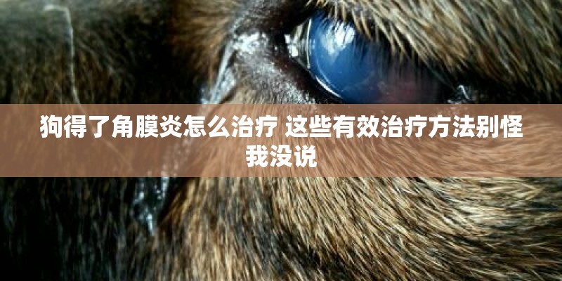 狗得了角膜炎怎么治疗 这些有效治疗方法别怪我没说