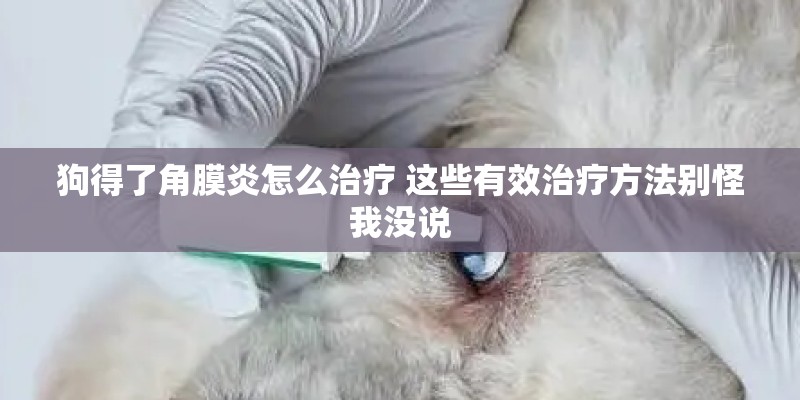 狗得了角膜炎怎么治疗 这些有效治疗方法别怪我没说