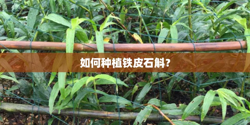 如何种植铁皮石斛？