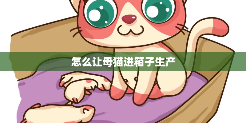 怎么让母猫进箱子生产