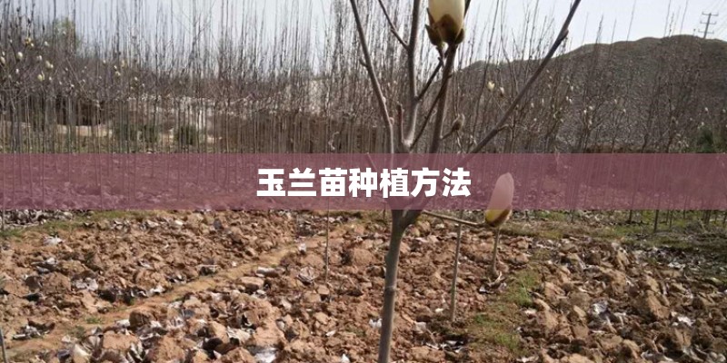 玉兰苗种植方法
