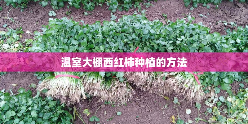 温室大棚西红柿种植的方法
