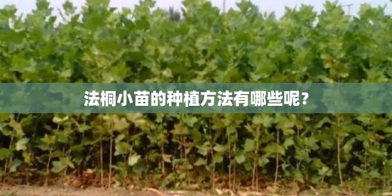 法桐小苗的种植方法有哪些呢？