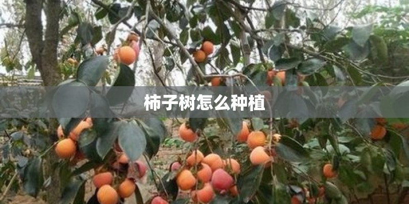 柿子树怎么种植