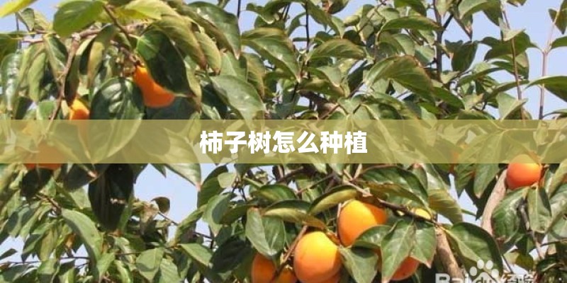 柿子树怎么种植
