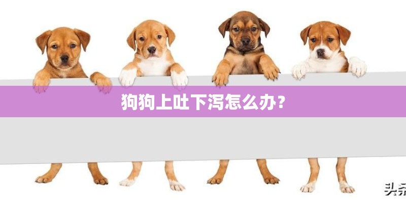 狗狗上吐下泻怎么办？