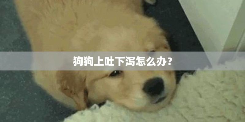 狗狗上吐下泻怎么办？