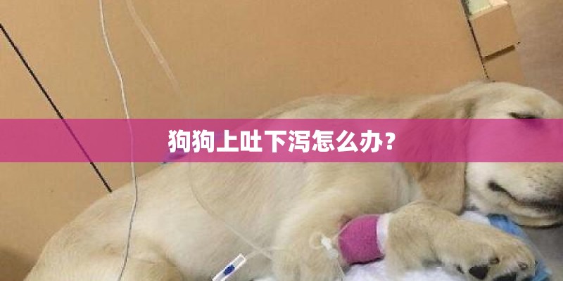 狗狗上吐下泻怎么办？