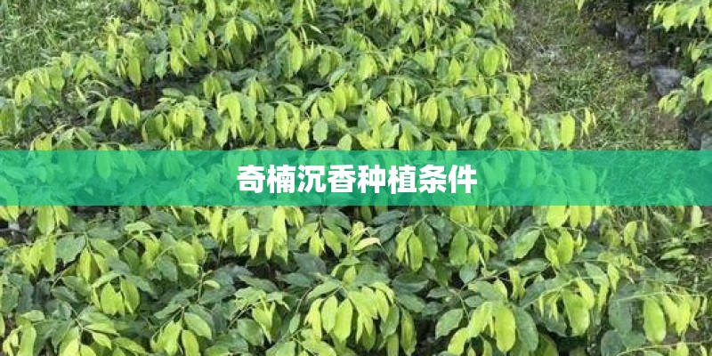饥荒第七天来狗怎么办