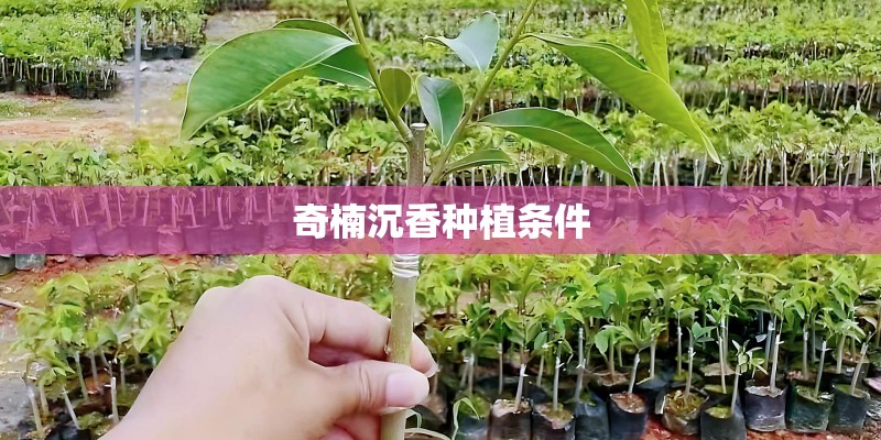 奇楠沉香种植条件