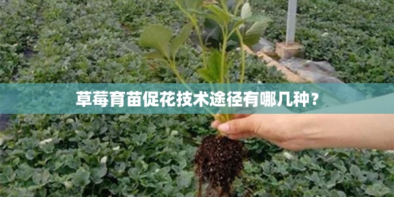 草莓育苗促花技术途径有哪几种？