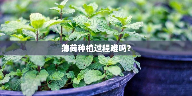 薄荷种植过程难吗？