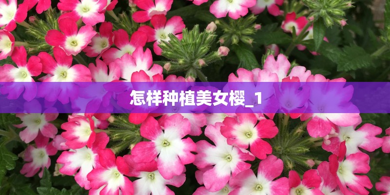 怎样种植美女樱_1