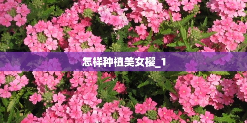 怎样种植美女樱_1
