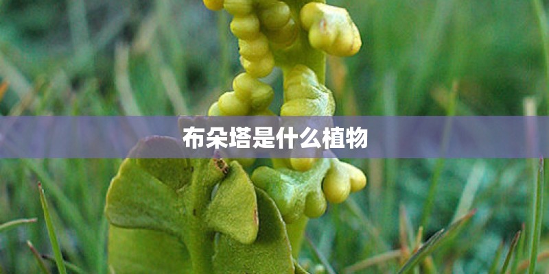 布朵塔是什么植物