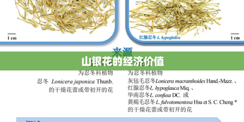 山银花的经济价值