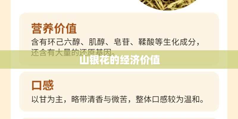 山银花的经济价值
