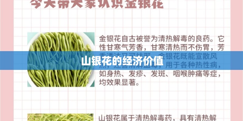 山银花的经济价值