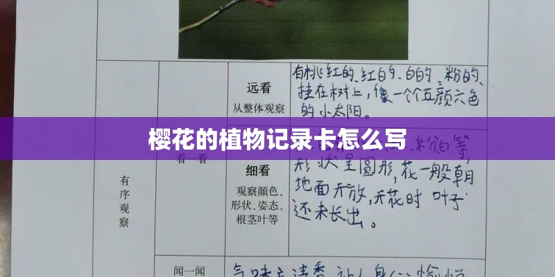 樱花的植物记录卡怎么写