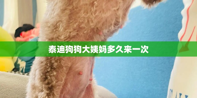 泰迪狗狗大姨妈多久来一次