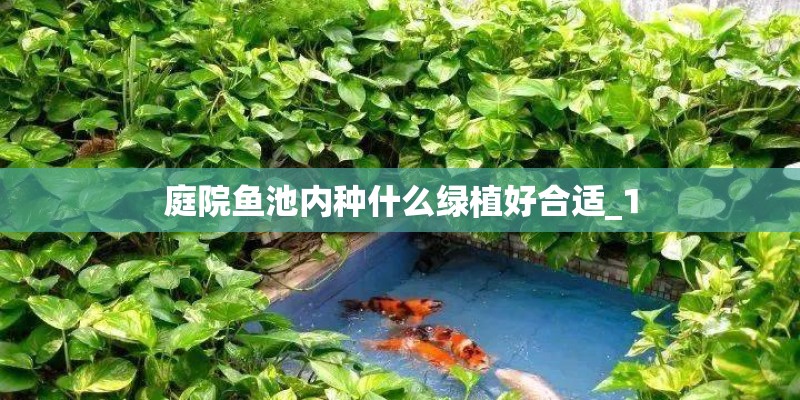 庭院鱼池内种什么绿植好合适_1