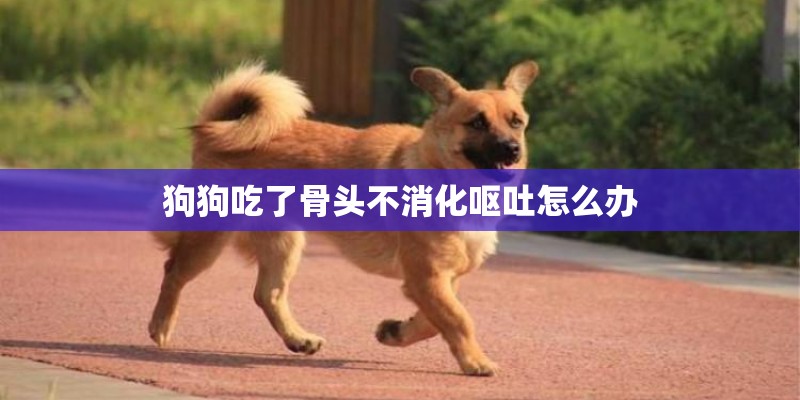 狗狗吃了骨头不消化呕吐怎么办