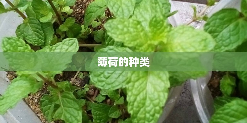 薄荷的种类