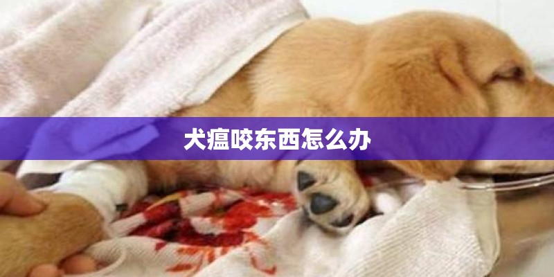 犬瘟咬东西怎么办