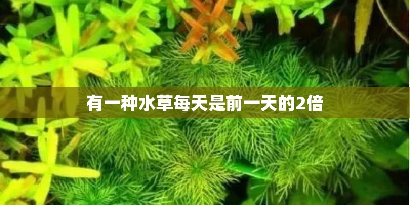 有一种水草每天是前一天的2倍