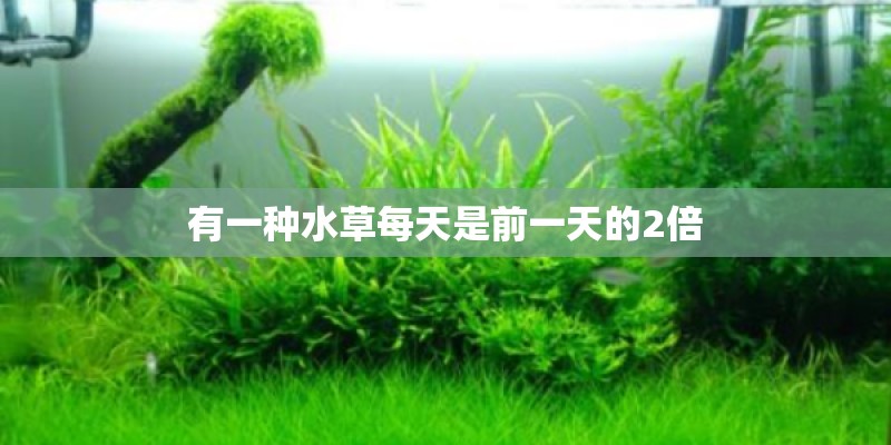 有一种水草每天是前一天的2倍